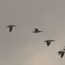 Geese migration licensed through Creative Commons https://commons.wikimedia.org/wiki/File:BrantaLeucopsisMigration.jpg
