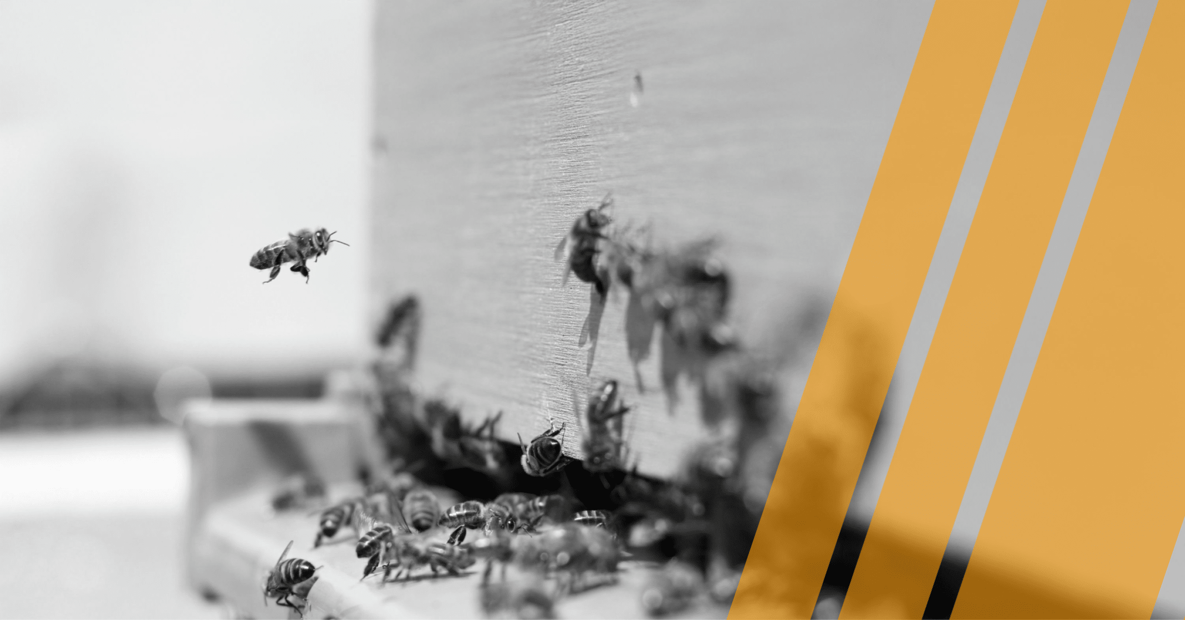 High Availability vs. Fault Tolerance: Key Differences