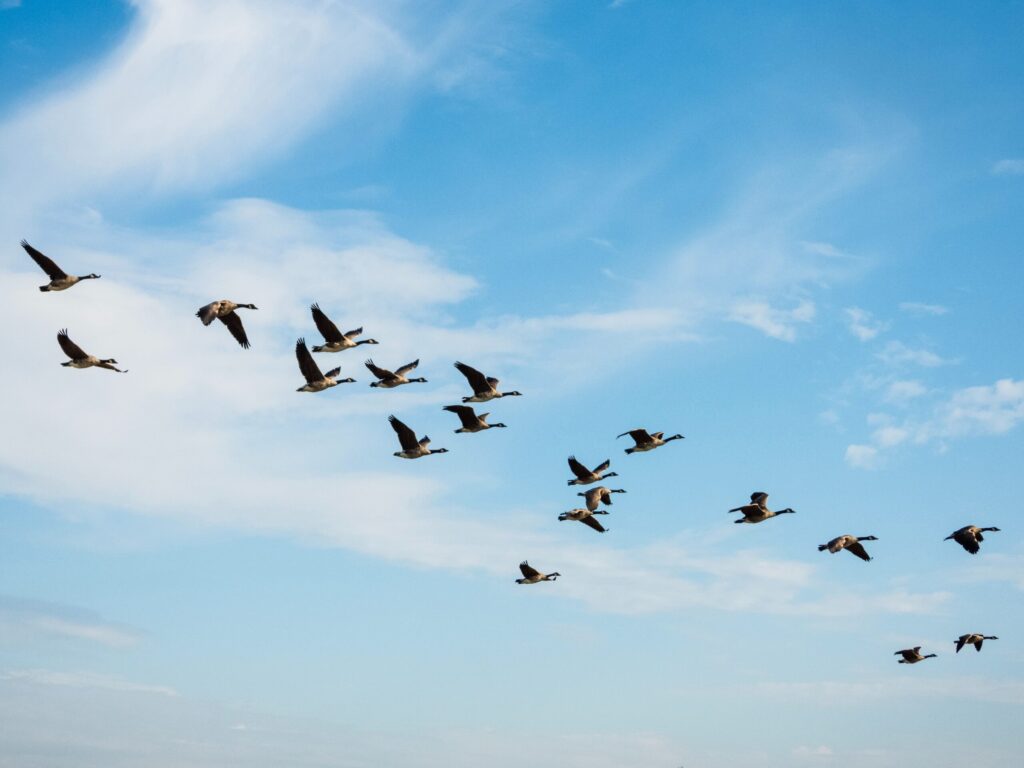 Thinking of Migrating from Community Edition? These 4 Companies Did