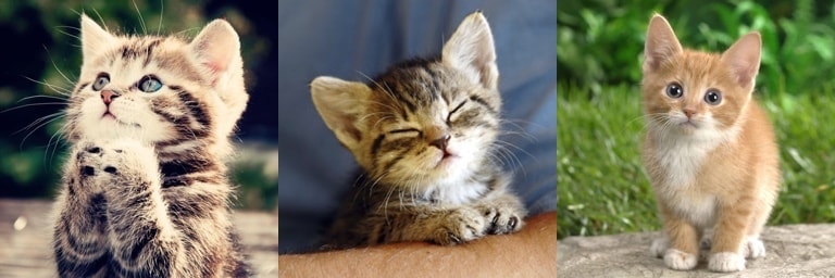 NativeScript with Couchbase Kittens